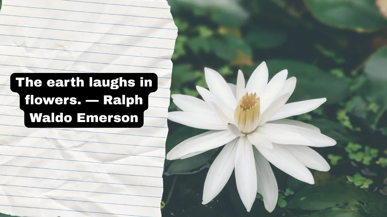 88 Flower Short Quotes to Make Your Soul Full With Joy