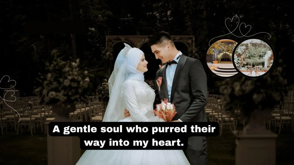 Touching Cat Memorial Quotes