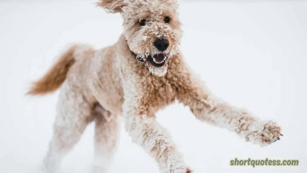 Snow Day Quotes for Kids and Family Moments