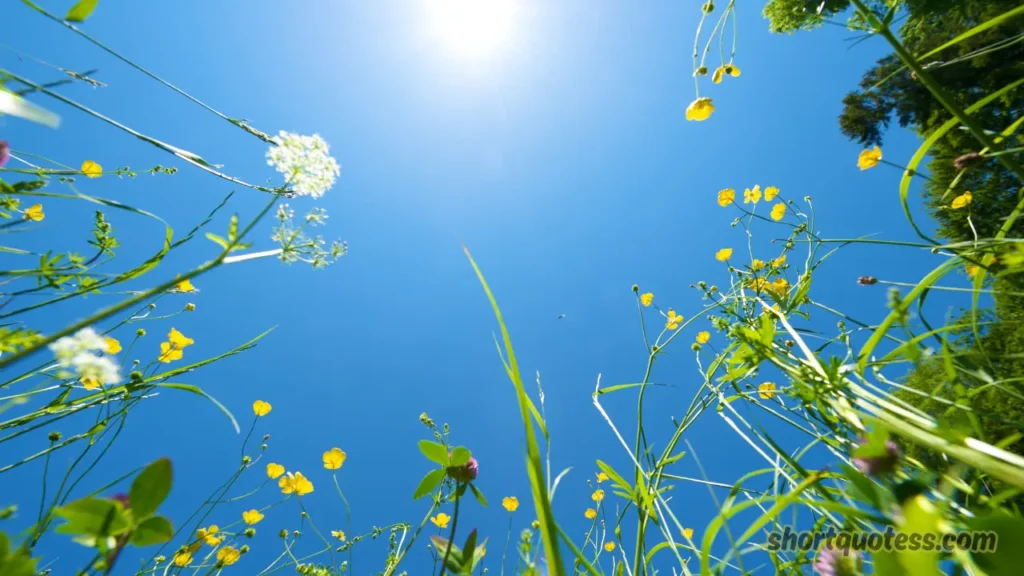 Summer Vacation and Travel Quotes for IG