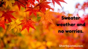 185 Autumn Quotes for Instagram to Boost Engagement This Fall Season