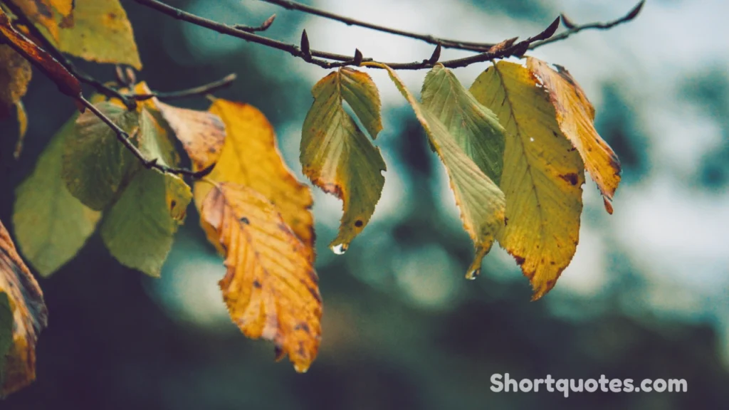 Best Autumn Quotes for Instagram — By Mood and Vibe