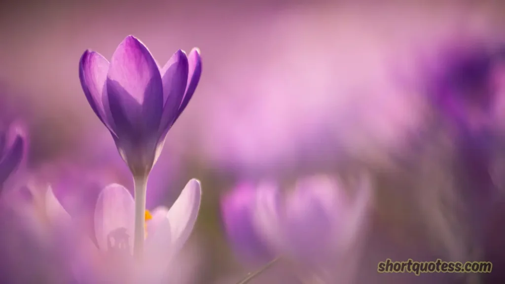 Inspirational Spring Quotes to Renew Your Spirit