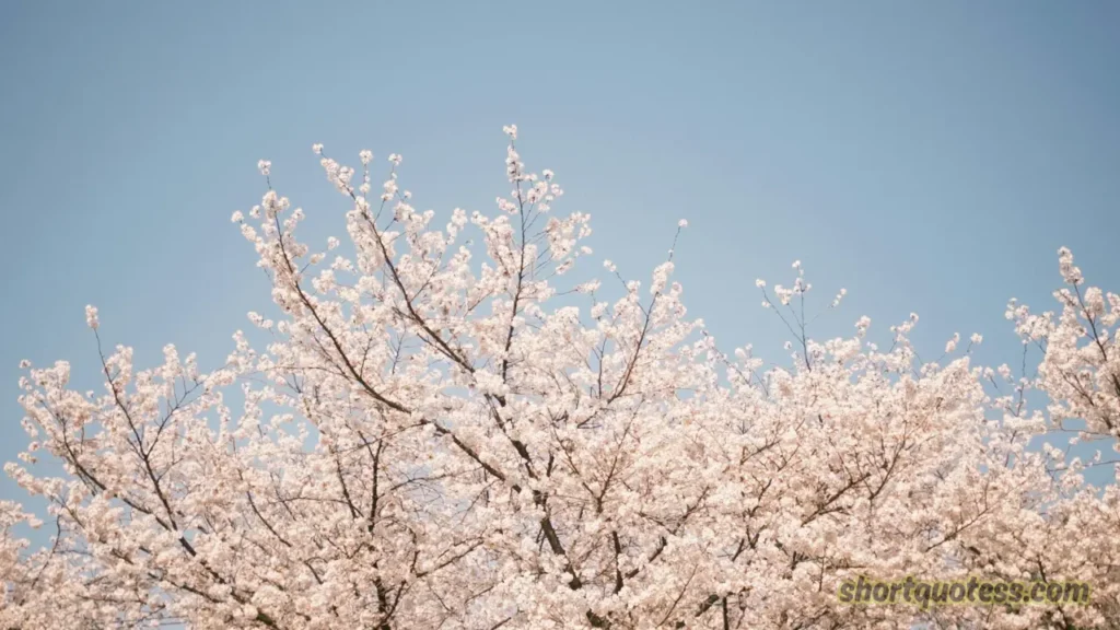 Beautiful Spring Flower Quotes and Nature Sayings