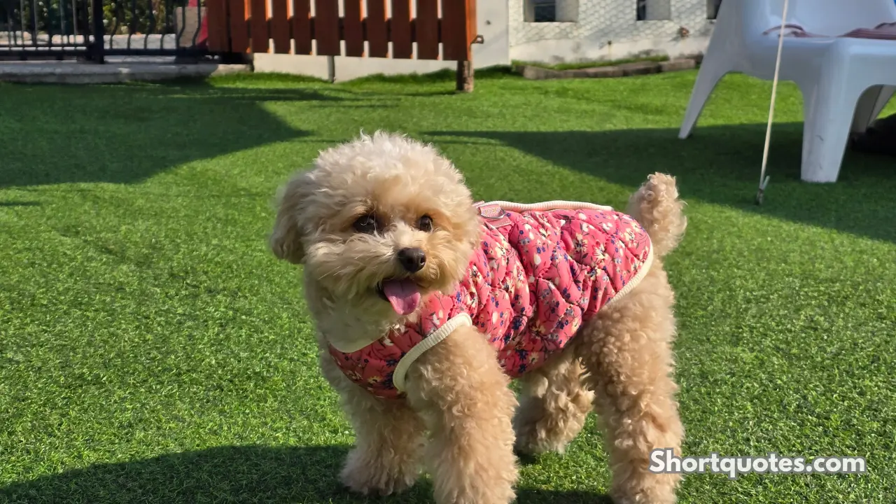 125 Short Dog Quotes for Dog Lovers and Pet Owners