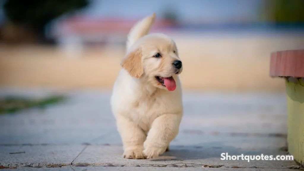 Short Dog Quotes About Loyalty and Trust