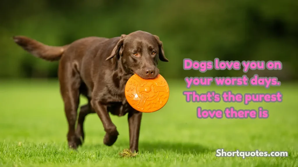 Short Dog Quotes About Unconditional Love