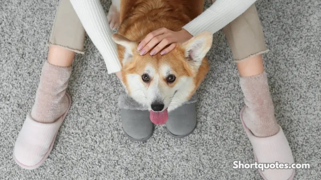 Short Dog Quotes About Joy and What Dogs Do to Your Soul